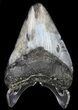 Juvenile Megalodon Tooth - Venice, Florida #36670-1
